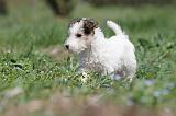 FOX TERRIER 323